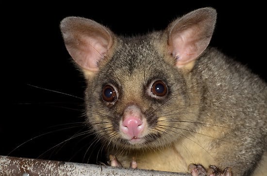 possum